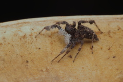 Portia albimana