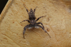 Portia albimana