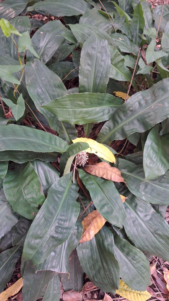 Loko Toawombi (Palisota bracteosa)