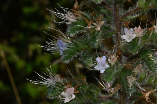 Pale Bugloss