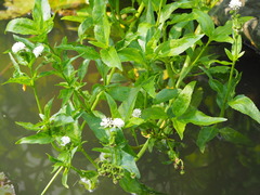 Gymnocoronis spilanthoides