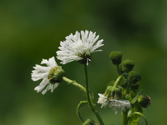 Gymnocoronis spilanthoides