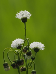 Gymnocoronis spilanthoides
