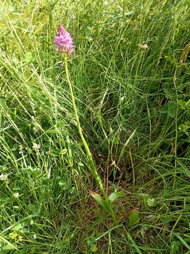 pyramidal orchid