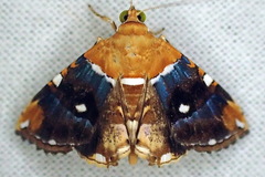 Eulepidotis guttata