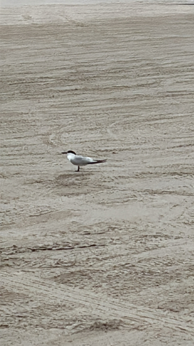 iNaturalist image