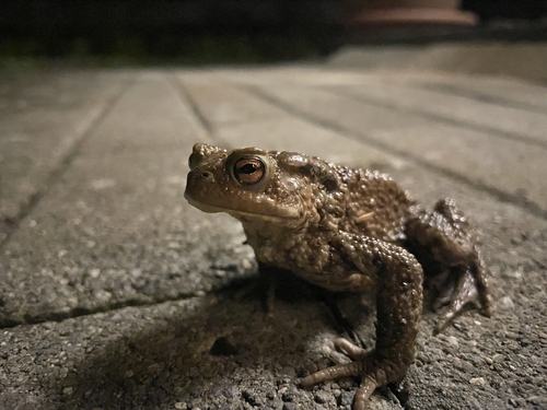 European Toad