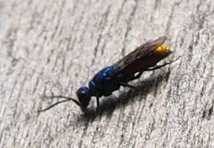 Chrysis terminata