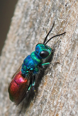 Chrysis terminata