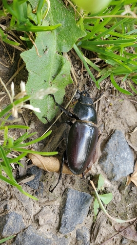 European Stag Beetle