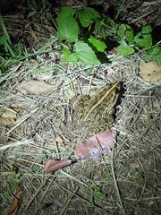 Hoplobatrachus crassus