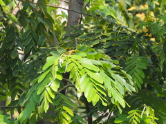 Cassia bakeriana