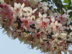 Cassia bakeriana