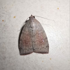 Austrocarea iocephala