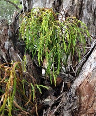 Psilotum complanatum