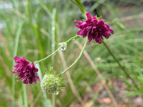 Knautia macedonica