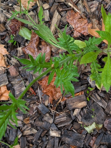 Knautia macedonica
