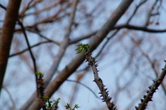 Cnidoscolus megacanthus