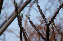 Cnidoscolus megacanthus