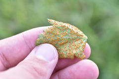 Puccinia modiolae