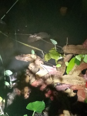 Euphlyctis hexadactyla