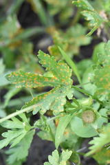 Puccinia modiolae