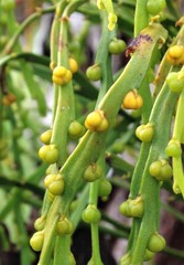 Psilotum complanatum