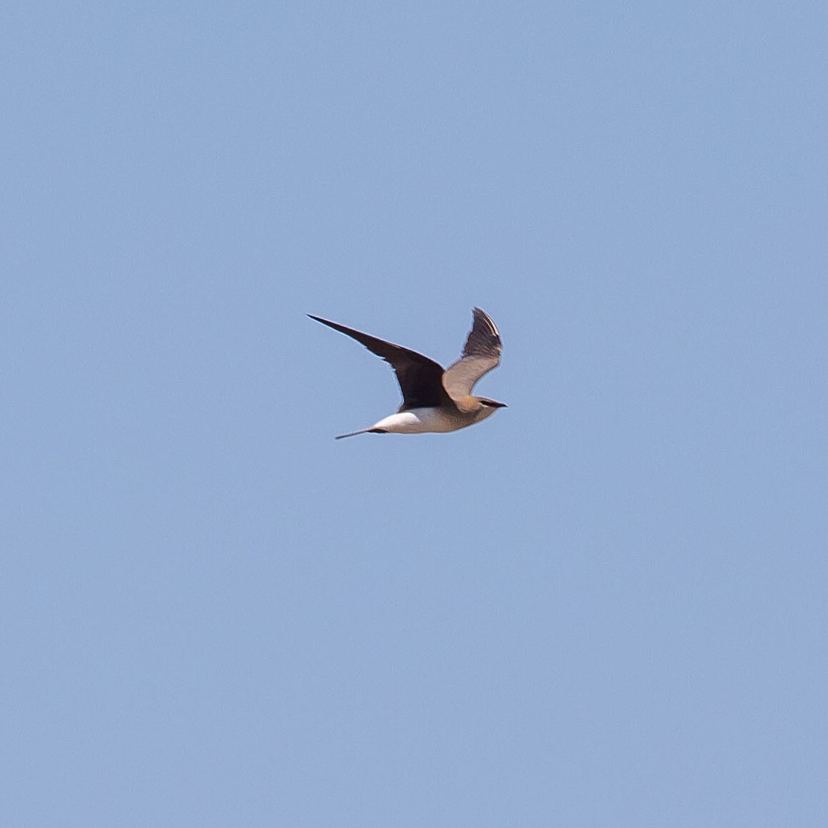 Black-winged Pratincole (Glareola nordmanni), photo 9