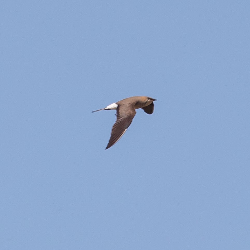 Black-winged Pratincole (Glareola nordmanni), photo 8