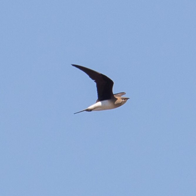 Black-winged Pratincole (Glareola nordmanni), photo 7