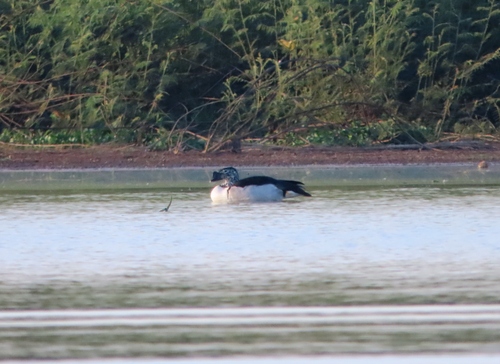 iNaturalist image