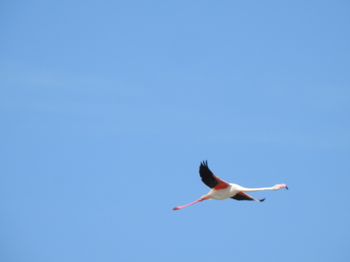 iNaturalist image
