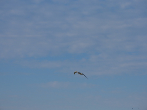 iNaturalist image