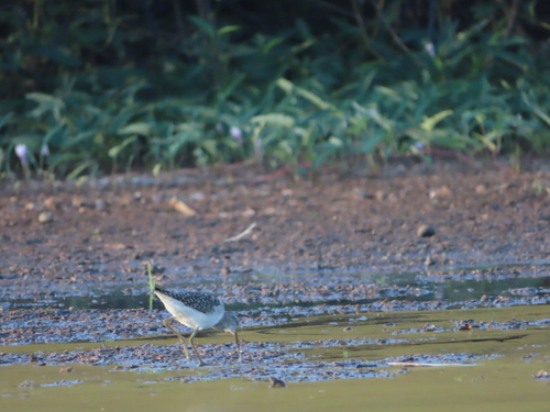iNaturalist: (c) Phil Gardiner, some rights reserved (CC BY-NC), uploaded by Phil Gardiner iNaturalist image