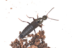 Philonthus decorus