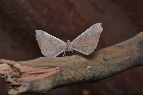 Macrosoma rubedinaria
