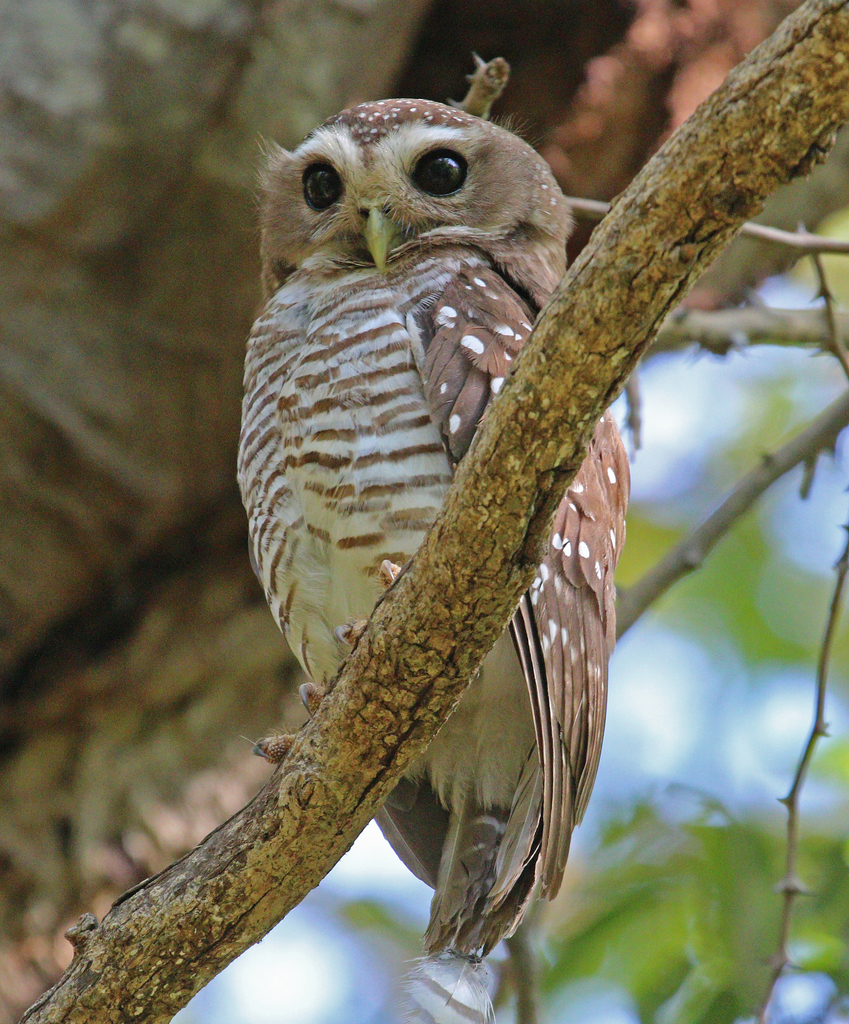 White-browed Owl photo