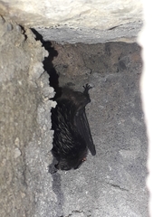 Barbastella barbastellus