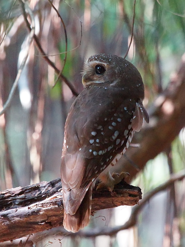 White-browed Owl