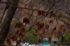 Apoplanesia paniculata