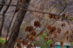 Apoplanesia paniculata