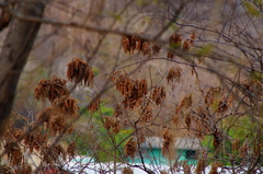 Apoplanesia paniculata