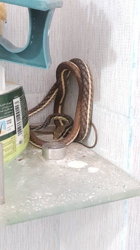 Boulenger's Bronzeback