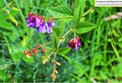 Vicia unijuga