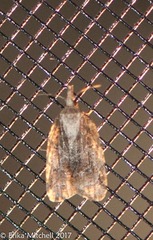 Platynota exasperatana