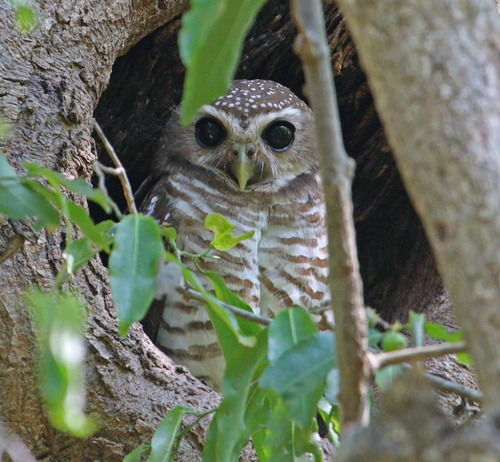 White-browed Owl