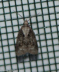 Platynota exasperatana