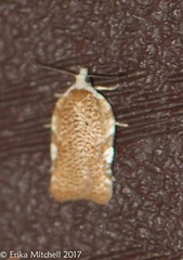 Acleris cervinana