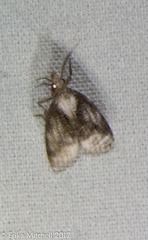 Platynota exasperatana