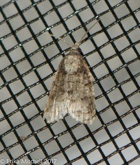 Platynota exasperatana